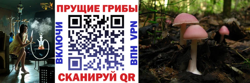 Галлюциногенные грибы мицелий  Светлоград 